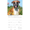 image Boxers 2026 Wall Calendar Fourth  Alternate Image