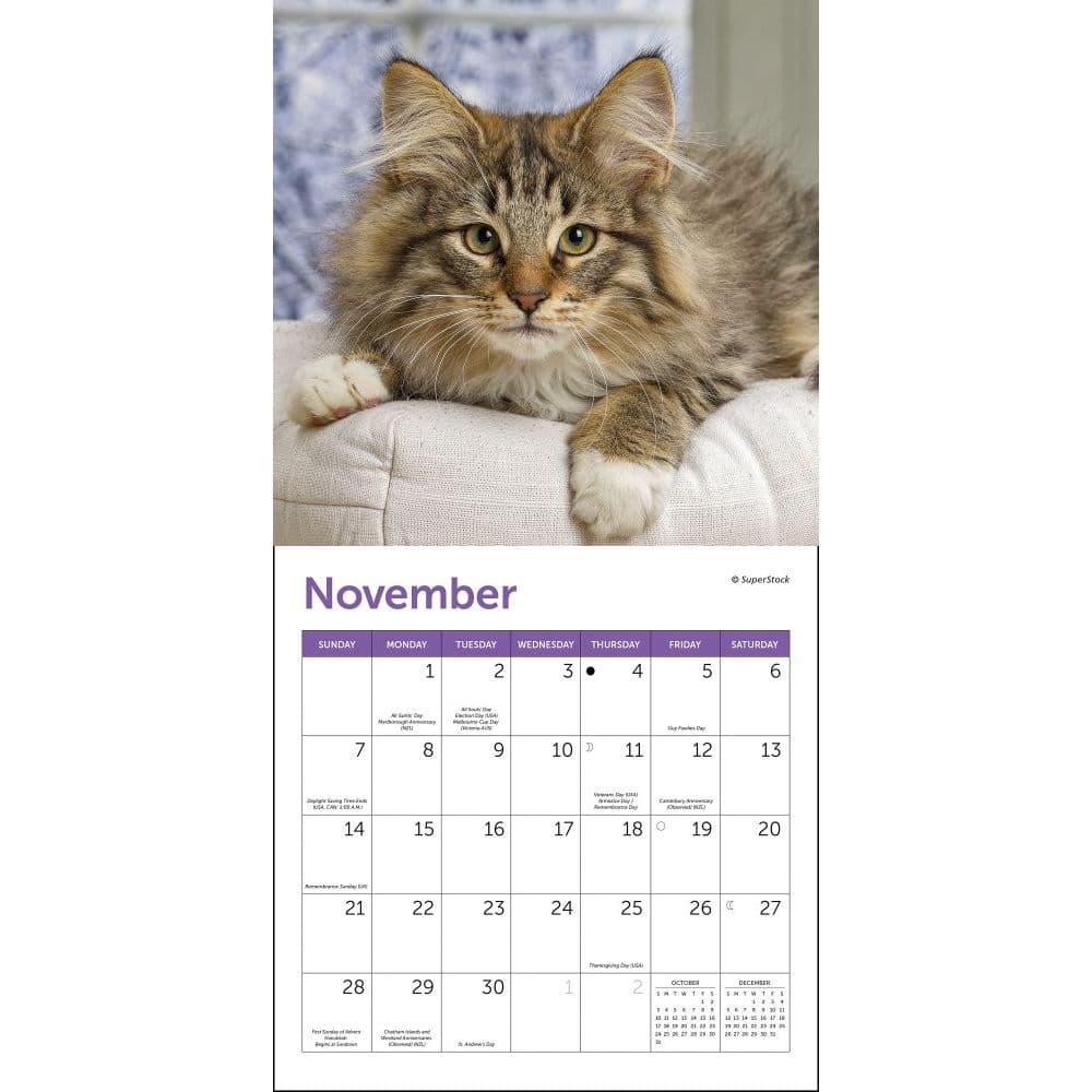 Cats Mini Wall Calendar