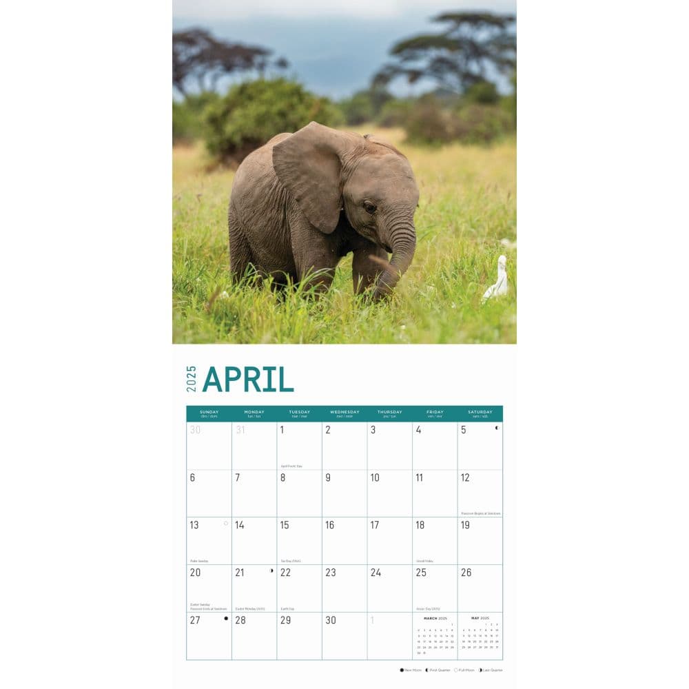 Baby Elephants 2025 Wall Calendar Second Alternate Image width="1000" height="1000"