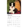 image Border Collie Puppies 2024 Mini Wall Calendar Second Alternate Image width=&quot;1000&quot; height=&quot;1000&quot;