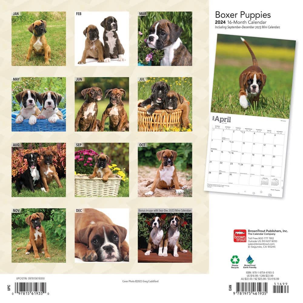 Boxer Puppies Wall 2024 Desk Calendar