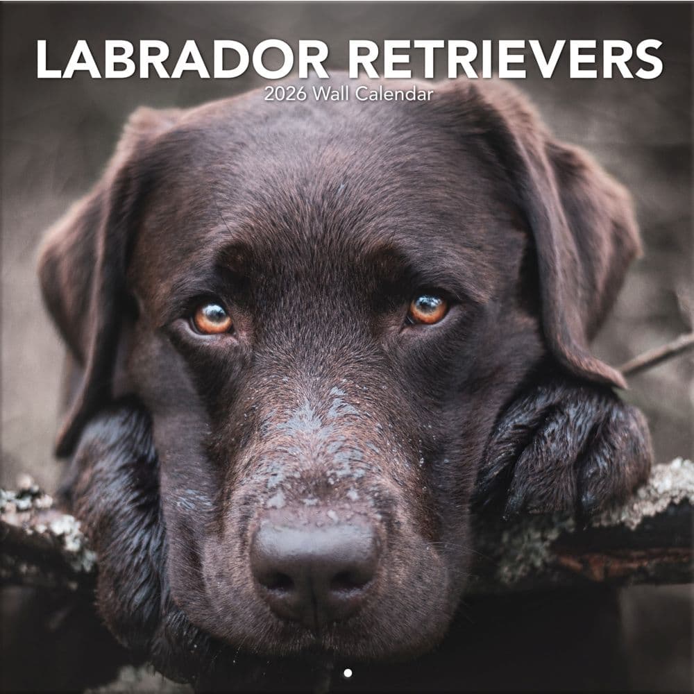 Labrador Retreivers Photo 2026 Wall Calendar_Main Image
