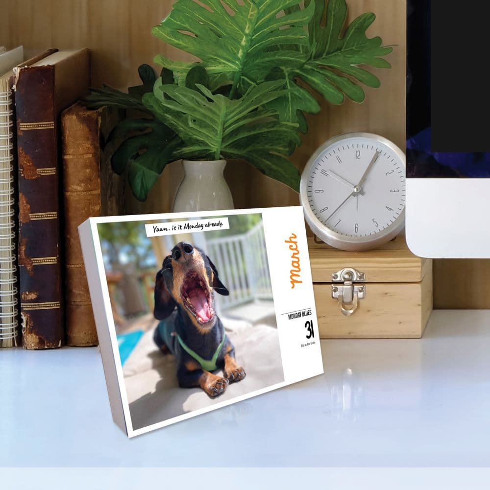 Crusoe the Celebrity Dachshund 2025 Desk Calendar on a  desk