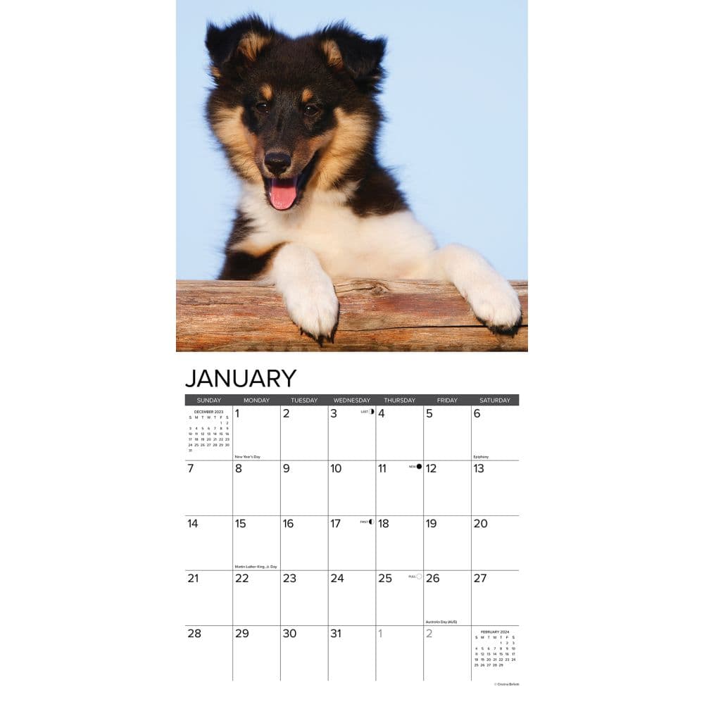 Just Sheltie Puppies 2024 Wall Calendar