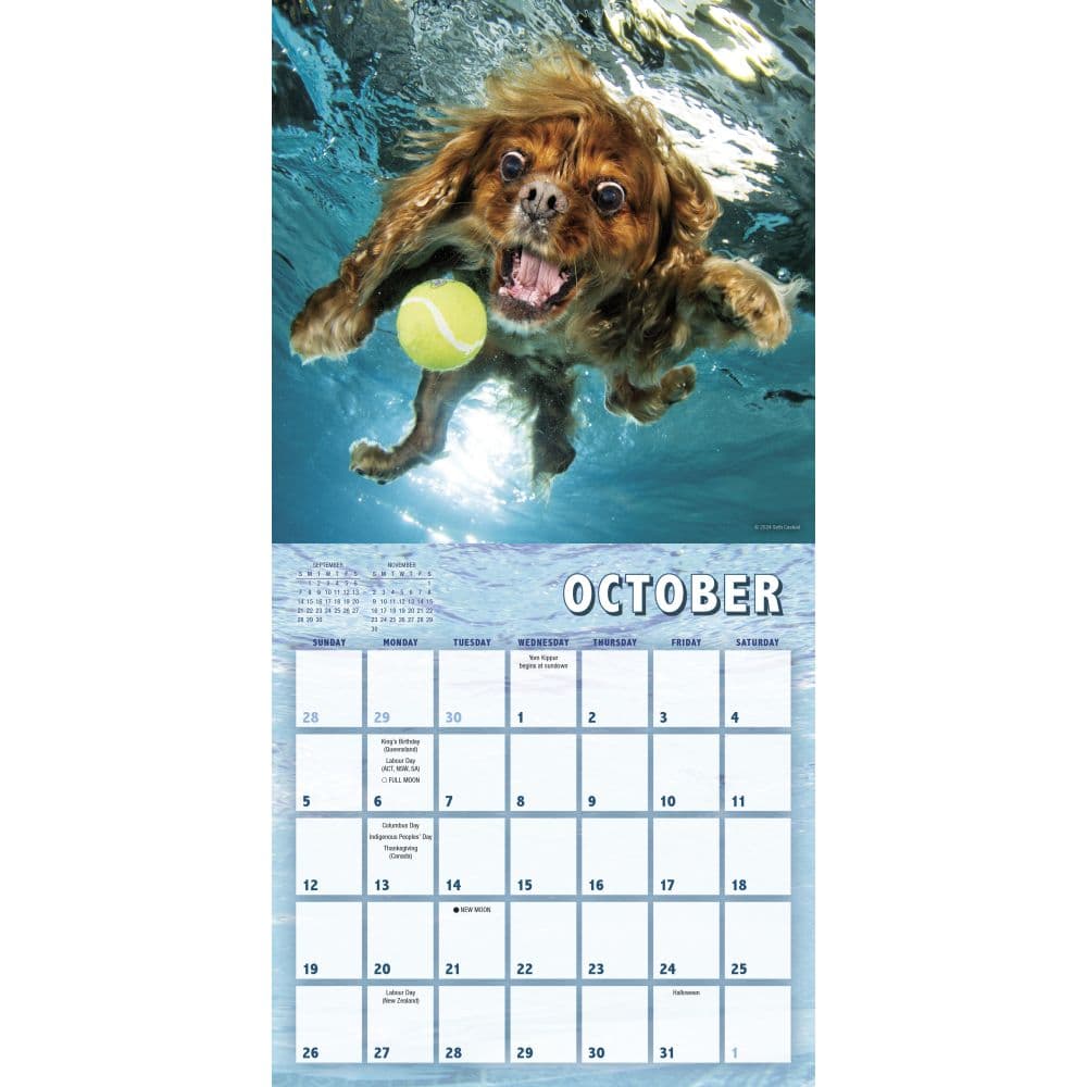 Underwater Puppies By Seth Casteel 2025 Mini Wall Calendar Second Alternate Image width=&quot;1000&quot; height=&quot;1000&quot;