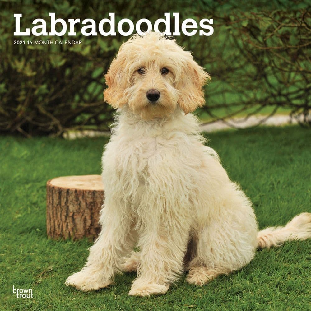2021 Labradoodles Wall Calendar by Bright Day Cute Dog Puppy Labrador Poodle 12 x 12 Inch 