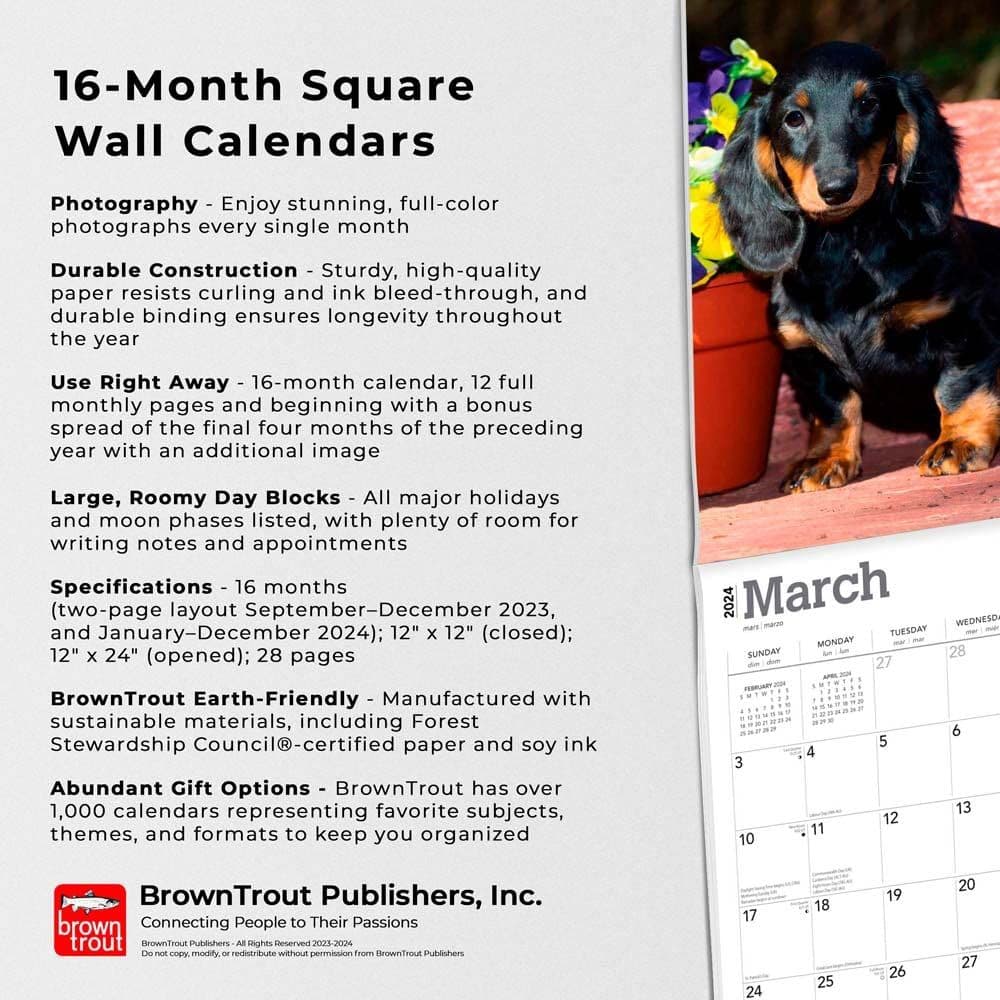 Dachshunds Longhaired 2024 Wall Calendar Fourth Alternate Image width=&quot;1000&quot; height=&quot;1000&quot;