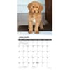 image Just Goldendoodles 2025 Wall Calendar