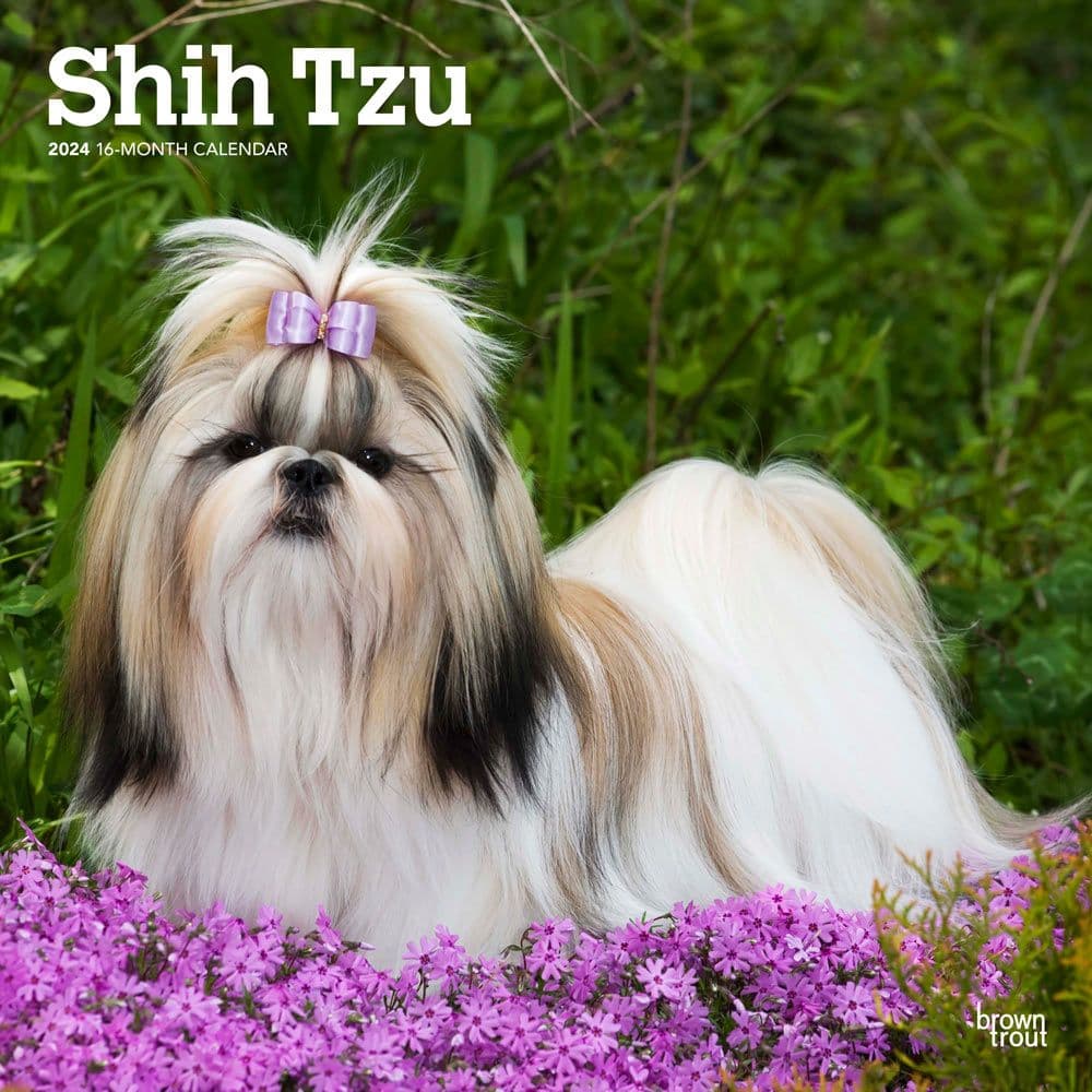 Shih Tzu 2024 Wall Calendar