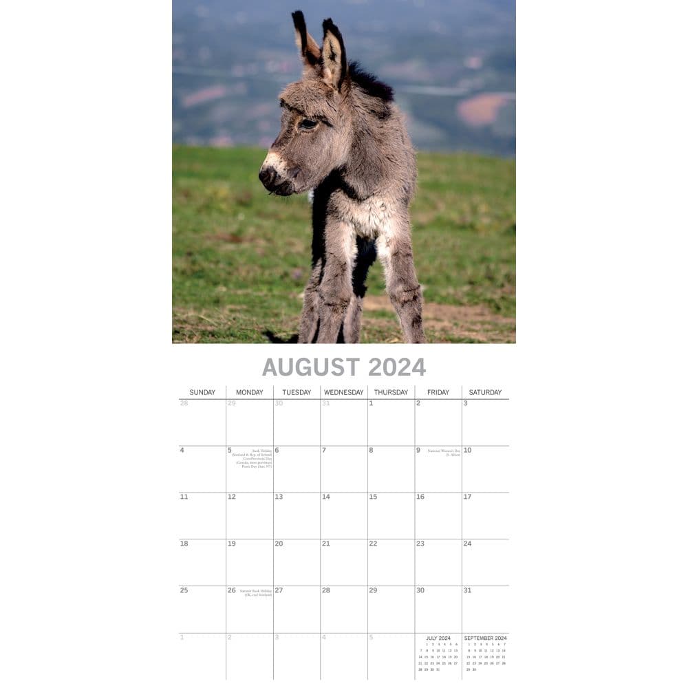 Donkeys 2024 Wall Calendar