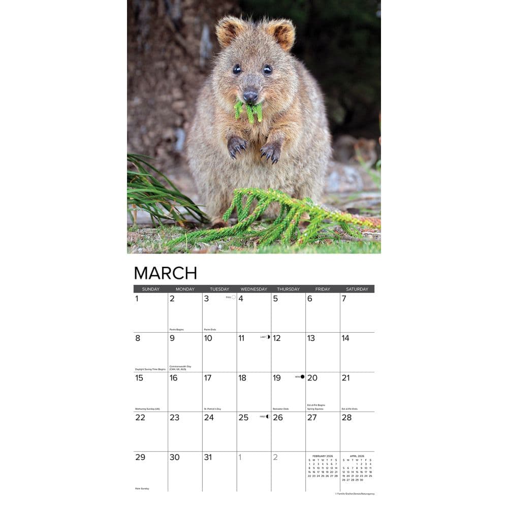 Quokkas 2026 Wall Calendar Second Alternate Image