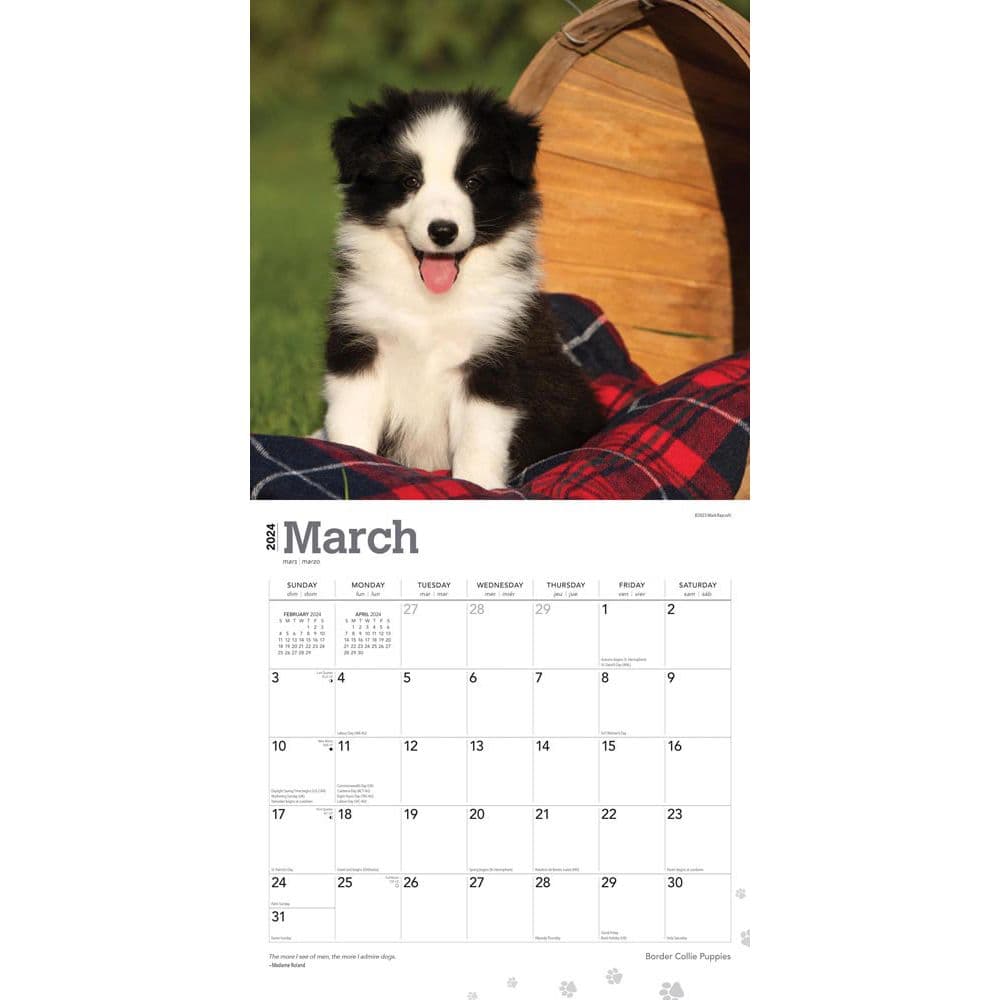 Border Collie Puppies 2024 Wall Calendar