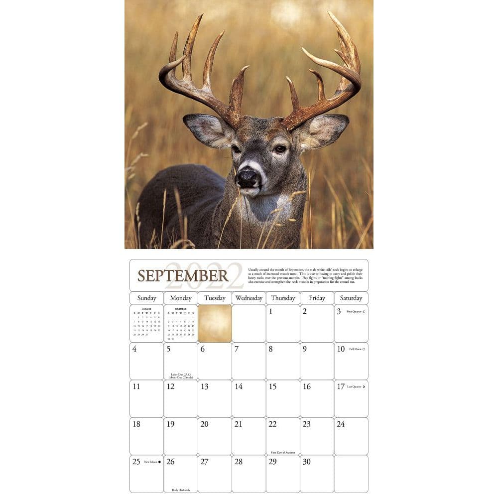 Whitetail Deer 2022 Wall Calendar Calendars Com