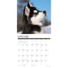 image Just Siberian Husky Puppies 2025 Wall Calendar Second Alternate Image width=&quot;1000&quot; height=&quot;1000&quot;