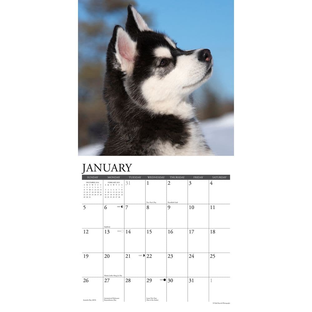 Just Siberian Husky Puppies 2025 Wall Calendar Second Alternate Image width=&quot;1000&quot; height=&quot;1000&quot;