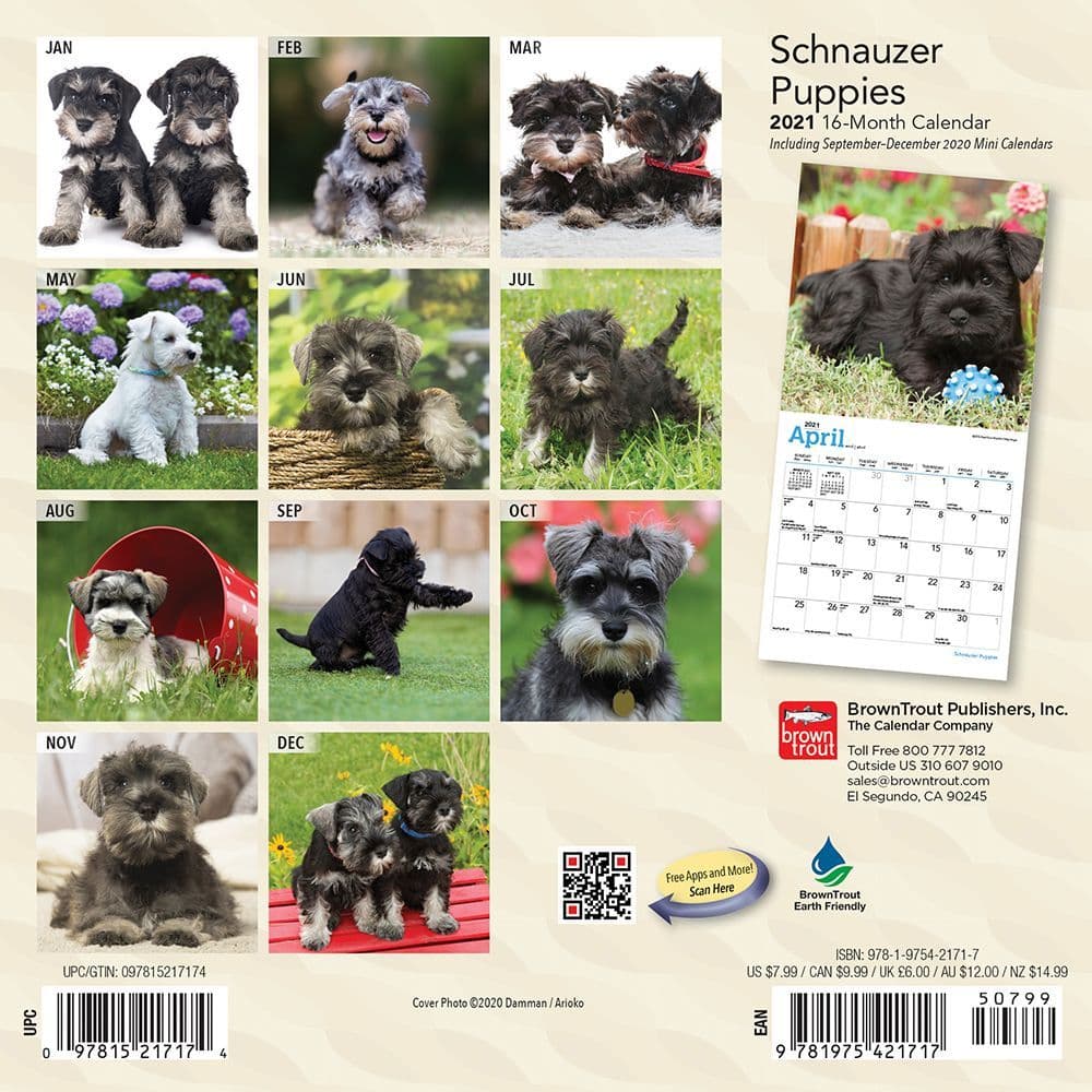 Schnauzer Puppies Mini Wall Calendar