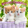 image Kitten Cuddles 2024 Wall Calendar Main Product Image width=&quot;1000&quot; height=&quot;1000&quot;