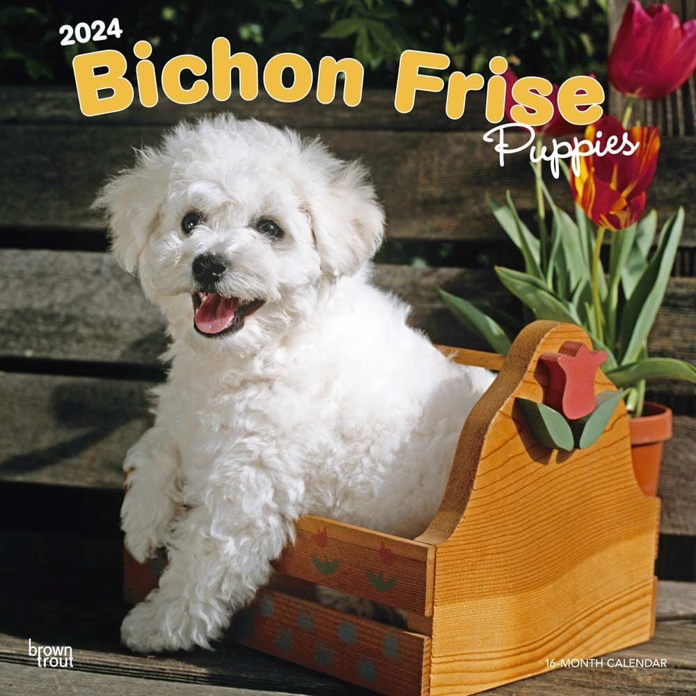 Bichon Frise Puppies 2024 Wall Calendar Main Product Image width=&quot;1000&quot; height=&quot;1000&quot;