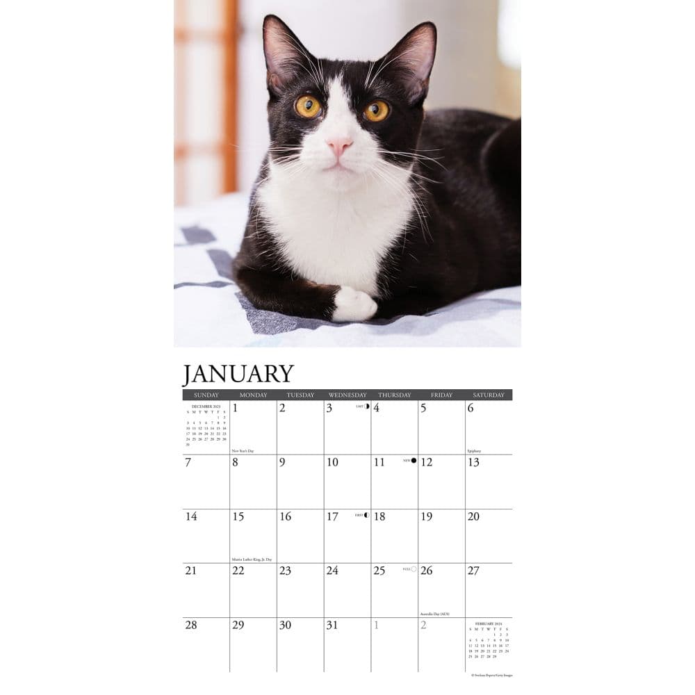 Cats Tuxedo 2024 Wall Calendar - Calendars.com