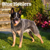 image Blue Heelers 2024 Wall Calendar Main Product Image width=&quot;1000&quot; height=&quot;1000&quot;