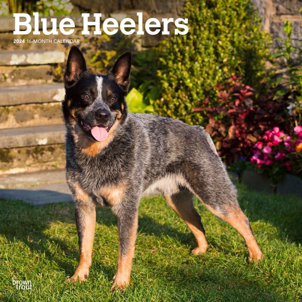 Blue Heelers 2024 Wall Calendar Main Product Image width=&quot;1000&quot; height=&quot;1000&quot;