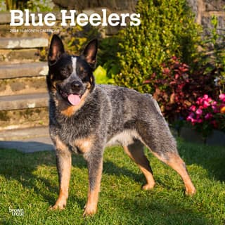 Best Type of Toys for Blue Heelers  Blue heeler dogs, Blue heeler, Heeler  puppies