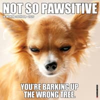 image Not So Pawsitive 2026 Wall Calendar