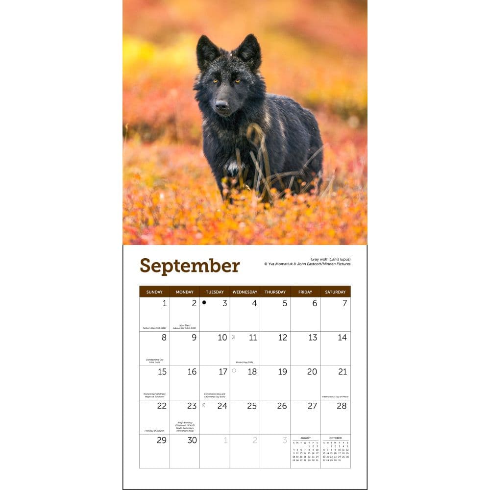 Wolves 2024 Mini Wall Calendar - Calendars.com