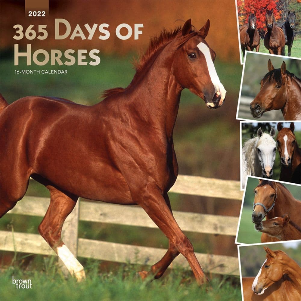 365 Days Of Horses 2022 Wall Calendar - Calendars.com