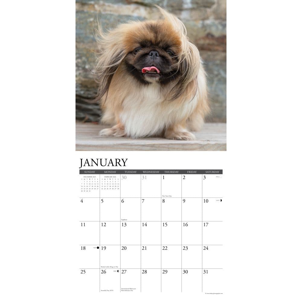 Pekingese Just 2026 Wall Calendar Second Alternate Image