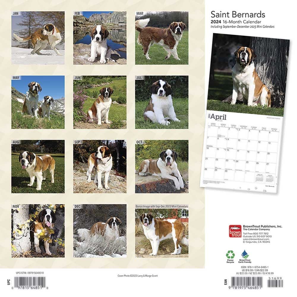 Saint Bernards 2024 Wall Calendar