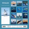 image Whales 2025 Wall Calendar Alt1