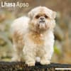 image Lhasa Apso 2027 Wall Calendar Main Product Image