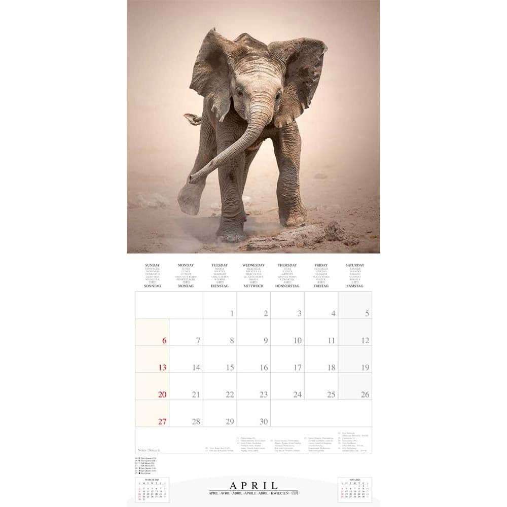 Elephant Families 2025 Wall Calendar Fourth Alternate Image width="1000" height="1000"