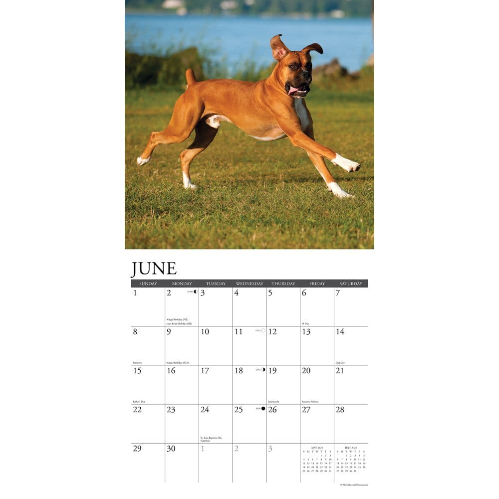 Boxer Dog Calendar 2025