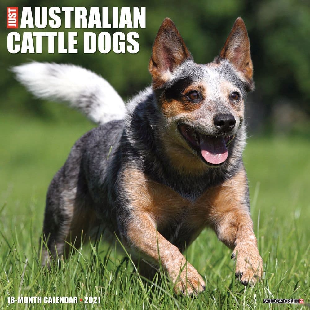 Australian Cattle Dogs Wall Calendar - Calendars.com
