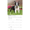 image Boston Terriers 2026 Wall Calendar Second Alternate Image