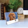 image Just Goldens 2026 Desk Calendar Second Alternate Image