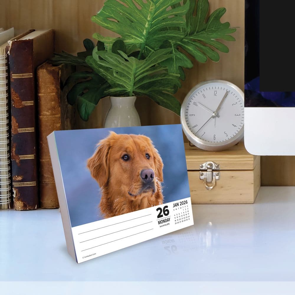 Just Goldens 2026 Desk Calendar Second Alternate Image
