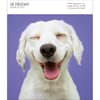 image Dog Gallery 2025 Desk Calendar Third Alternate Image width=&quot;1000&quot; height=&quot;1000&quot;