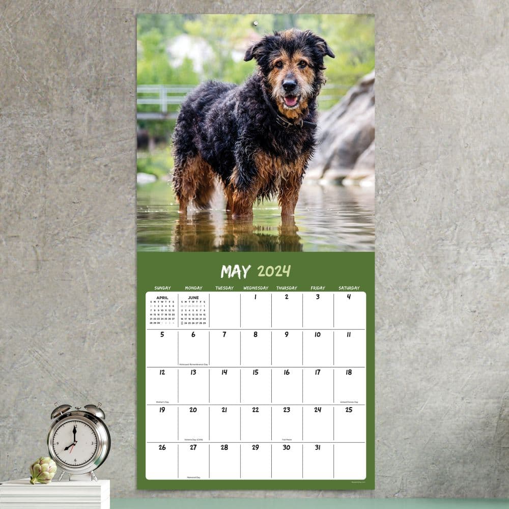 Mutts 2024 Wall Calendar