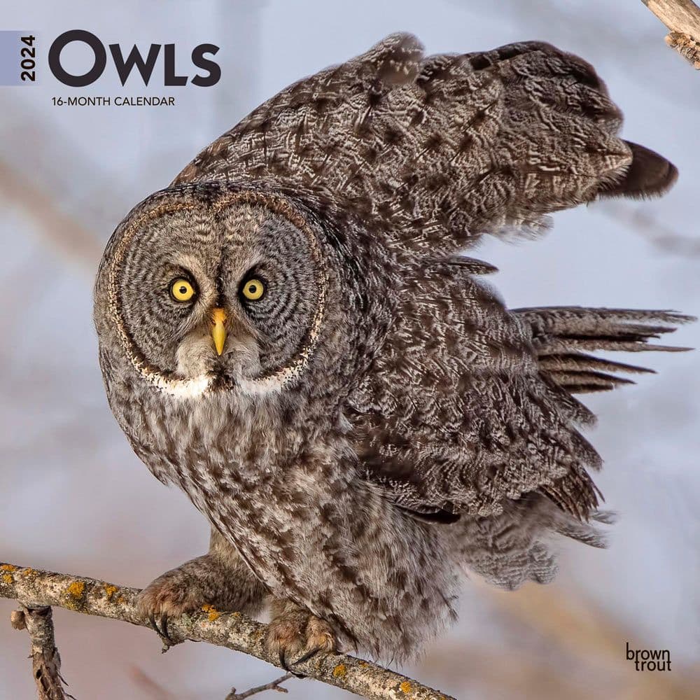 Owls 2024 Wall Calendar - Calendars.com