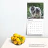 image Keeshonden 2025 Wall Calendar