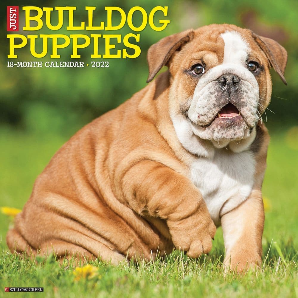 Bulldog Puppies 2022 Calendar | Dog-Calendars.com