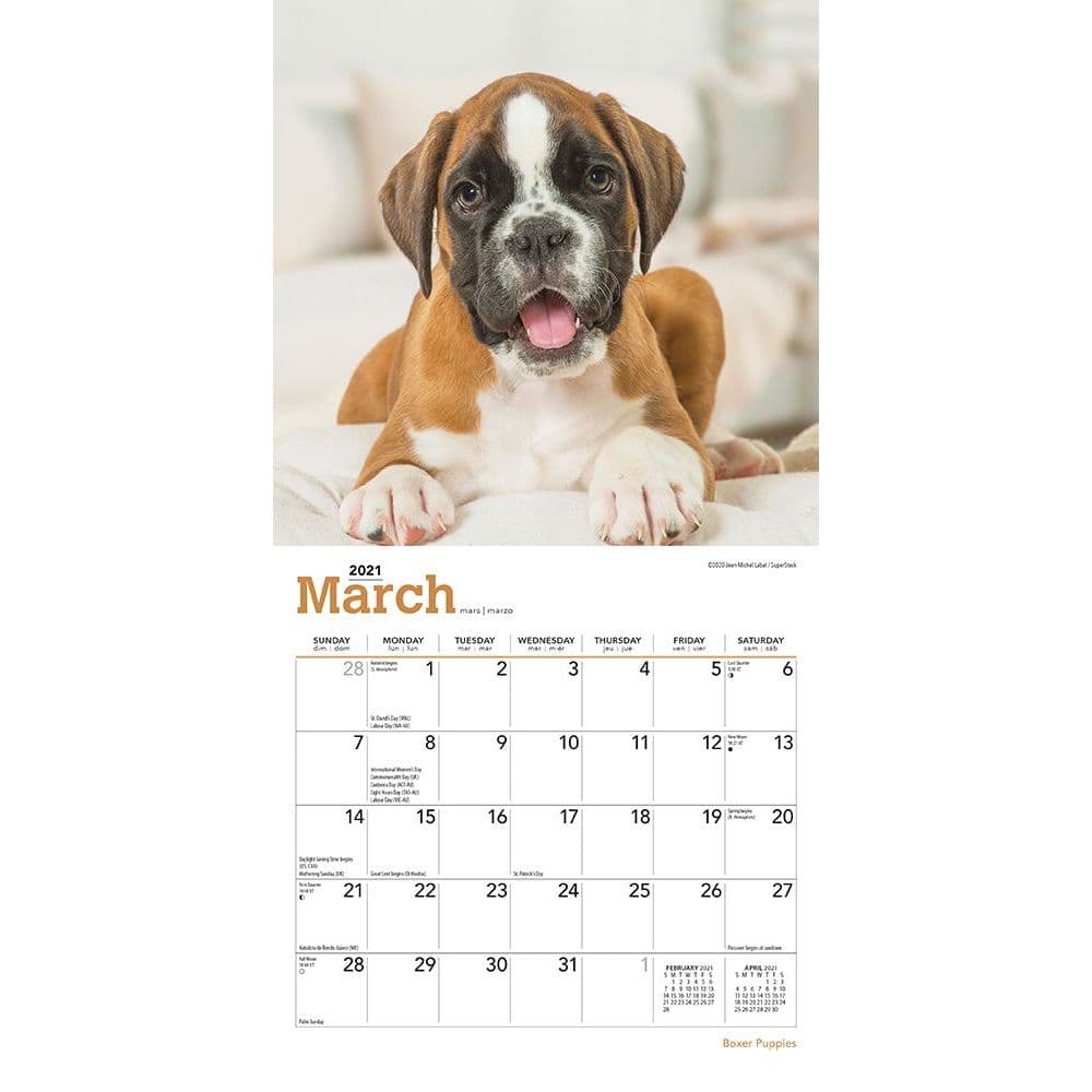 Boxer Puppies Mini Wall Calendar Calendars Com