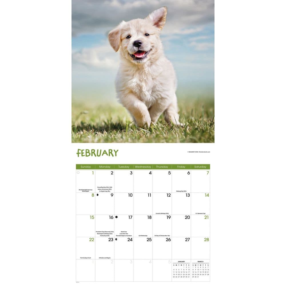 Playful Puppies 2026 Wall Calendar Second Alternate Image