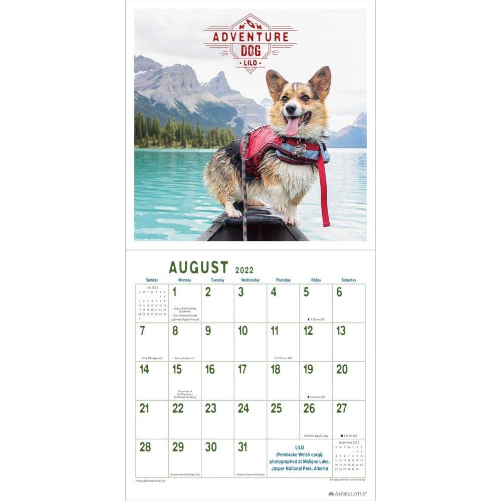 Chihuahua Premium Wall Calendar 2022 Made in the USA 