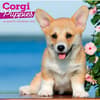 image Corgi Puppies 2027 Wall Calendar Main Product Image