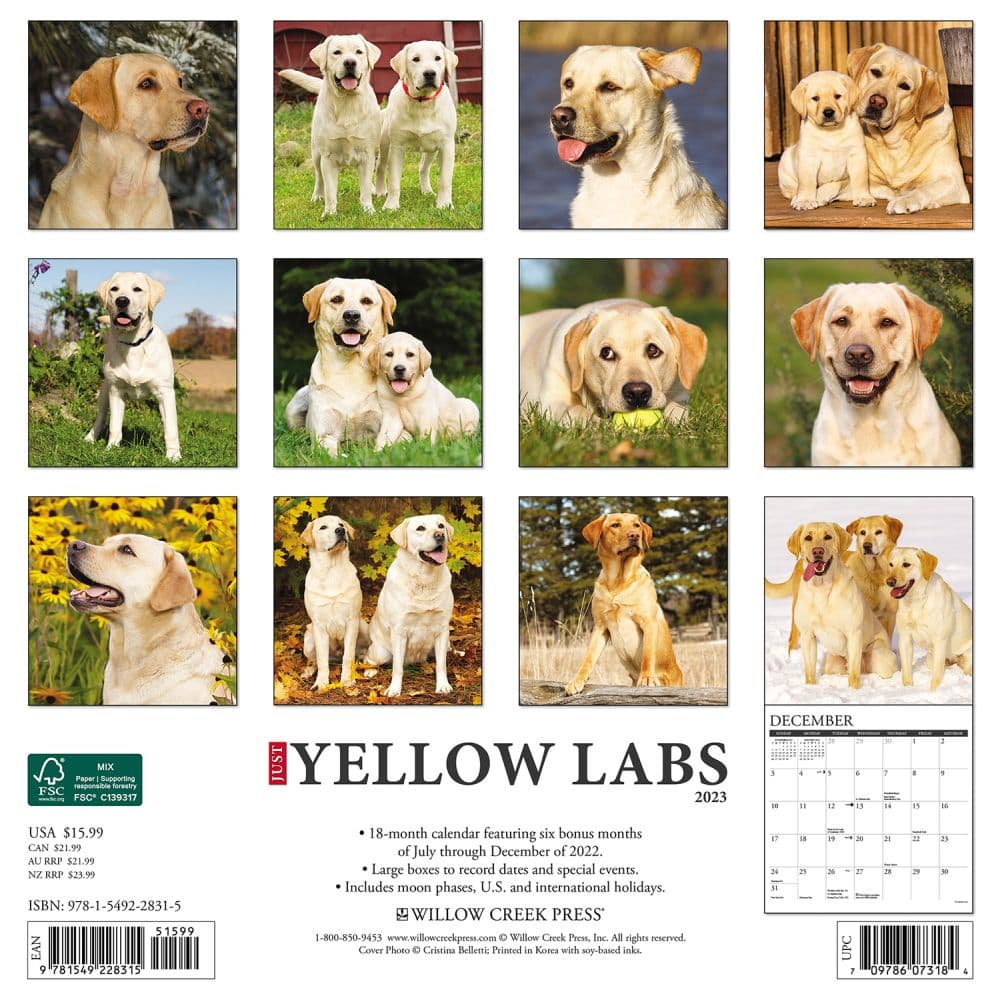 Yellow Labs 2023 Wall Calendar - Calendars.com