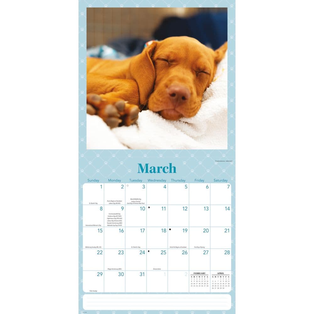 Sleepy Puppies 2026 Wall Calendar Second Alternate Image